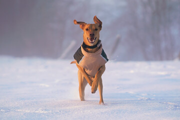 Beige 8-month-old Eurohound (European sled dog) puppy posing outdoors wearing a black collar with a...