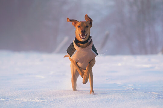 Beige 8-month-old Eurohound (European sled dog) puppy posing outdoors wearing a black collar with a brown GPS tracker on it and a brown and black jacket running on a snow in a foggy field in winter