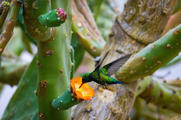 Colibrí en Tafí del Valle. Tucuman. Argentina. © Xavier