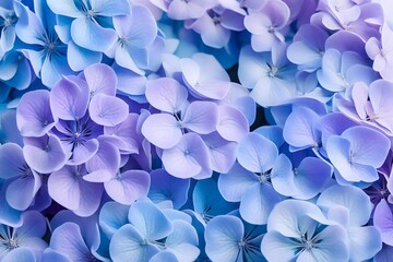 Delicate natural floral background in light blue and violet pastel colors. Texture of Hydrangea...