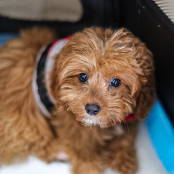 Cute adorable baby cavoodle dog nice fluffy hair long ears cute nose sweet eyes  