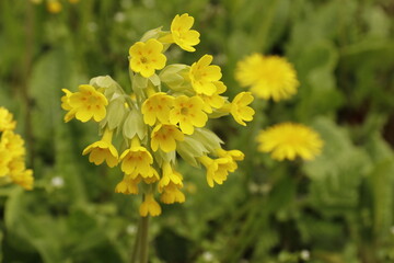 Pierwiosnek lekarski, Primula veris, cowslip