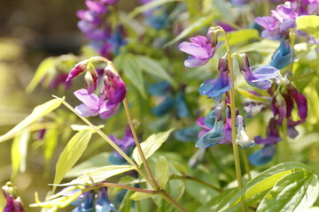 Groszek wiosenny, Lathyrus vernus, spring vetchling