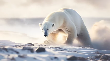 Fototapete polar bear in the snow © Florian