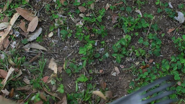 Close-up view, looking down, on a garden rake, raking up dry leaves on the ground in soft light 