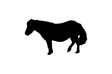 Grafik Pony Fohlen schwarz weiß