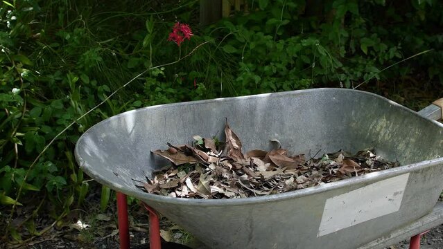 Wide shot looking down garden rake dropping dry leaves into wheelbarrow soft light