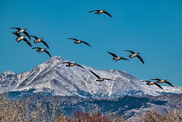 Flock of Canadian Geese flying