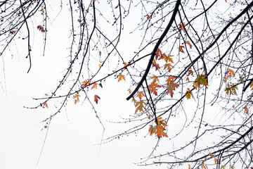 autumn leaves on a branch