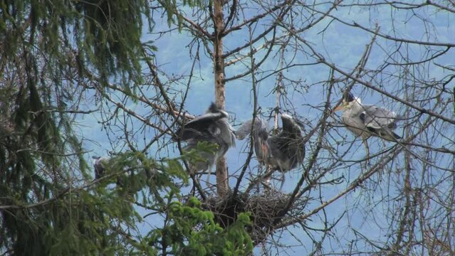Gray Heron (Ardea cinerea) Airone cenerino