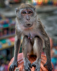 Fototapeta premium macaque sitting 