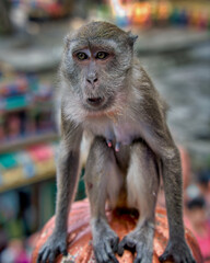 portrait of macaque