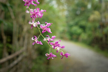 simple Dendrobium taurinum