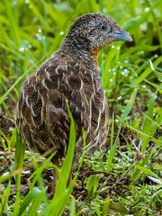 Red-chested Buttonquail in Queensland Australia