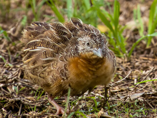Red-chested Buttonquail in Queensland Australia