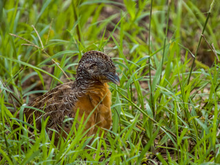 Red-chested Buttonquail in Queensland Australia