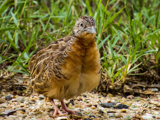 Red-chested Buttonquail in Queensland Australia