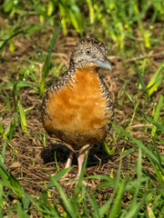 Red-chested Buttonquail in Queensland Australia