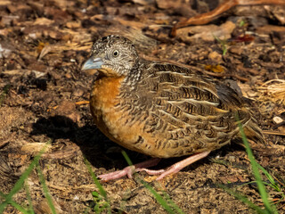 Red-chested Buttonquail in Queensland Australia