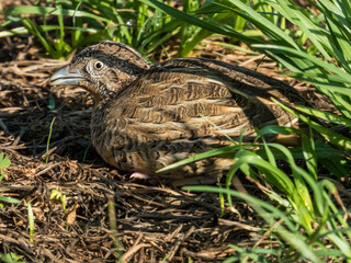 Red-chested Buttonquail in Queensland Australia