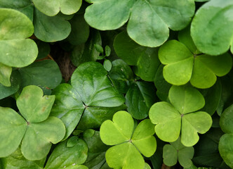 green leaves background