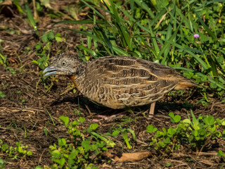 Red-chested Buttonquail in Queensland Australia