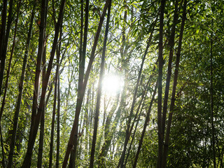 Bamboo Sun