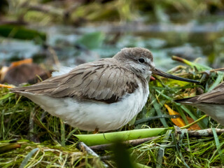 Terek Sandpiper in Queensland Australia
