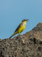 Eastern Yellow Wagtail in Australia