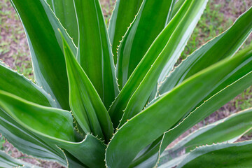 Agave plant in the garden. Furcraea fetida (L.)