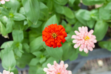 Colorful zinnia flowers blooming  in the garden