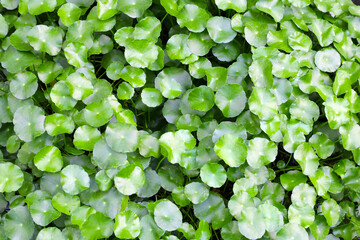 Gotu kola, Asiatic pennywort, Indian pennywort. Water plant in the pond
