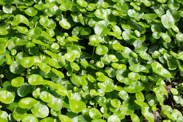 Gotu kola or centella asiatica. Green leaves of herb plant in the garden - obrazy, fototapety, plakaty