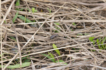 Punctured Tiger Beetle, Cicindela punctulata, in dead grasses