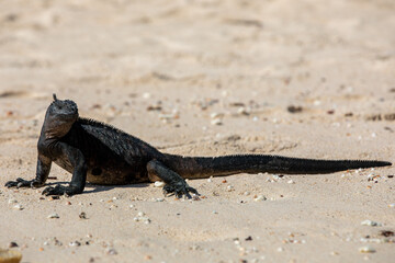 A Marine Iguana (Amblyrhynchus cristatus) on the sand heading to the waters edge. Galapagos Islands.	