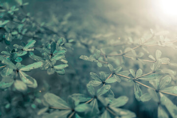 green leaves with dew drops  fresh nature background