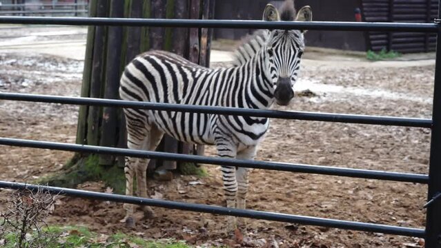 little baby zebra stallion in nature. High quality FullHD footage