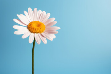 Naklejka premium White flower summer nature yellow floral chamomile blue plant daisy spring