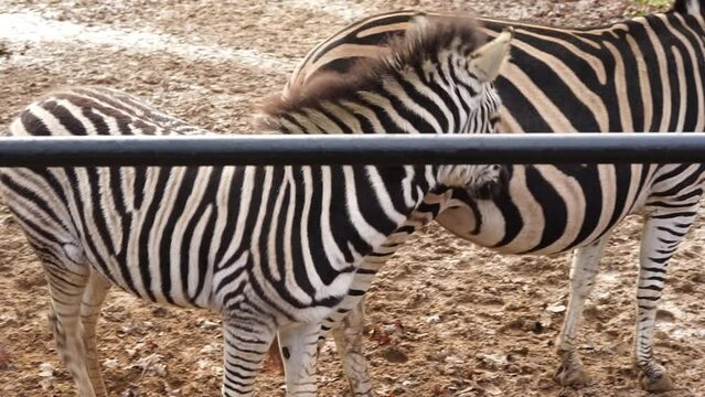 zebra family walks in the zoo. High quality FullHD footage
