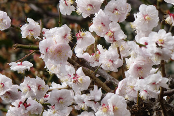 アンズ(杏子)の花びら、樹木に優美華麗に咲くピンク色の桃色