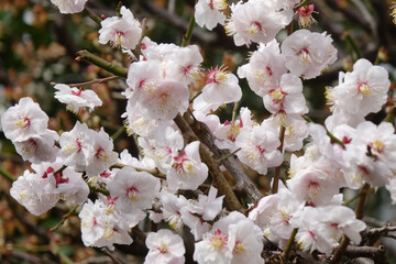 アンズ(杏子)の花びら、樹木に優美華麗に咲くピンク色の桃色