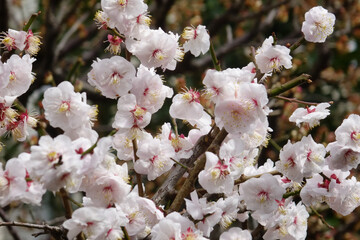 アンズ(杏子)の花びら、樹木に優美華麗に咲くピンク色の桃色