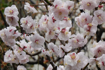 アンズ(杏子)の花びら、樹木に優美華麗に咲くピンク色の桃色