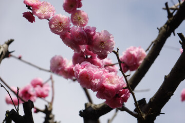 青空に映える梅花、ピンク色の花びらのアップ
