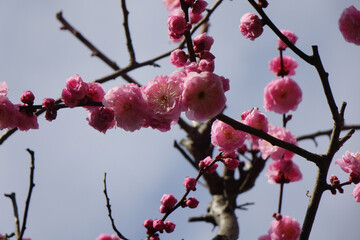 青空に映える梅花、ピンク色の花びらのアップ