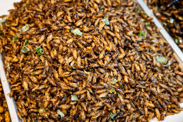 Fried insects, edible insect and bugs at market in Thailand, close-up with selective focus