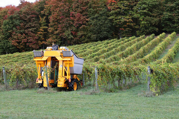 Northern Michigan vineyard in the fall, grape picking time