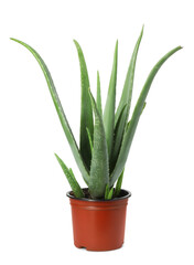Beautiful potted aloe vera isolated on white
