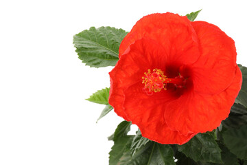 Beautiful red hibiscus flower and green leaves isolated on white