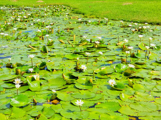 Mexico, Cancun, white lotus flowers in a pond